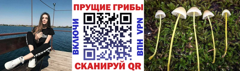 Псилоцибиновые грибы Magic Shrooms  МЕГА ТОР  Камень-на-Оби 